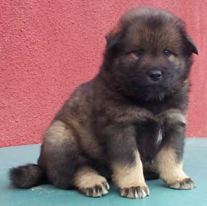 Eurasier
