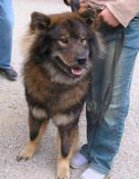 Tivoli hundeparade Eurasier 2002 - Vi venter p&aring; at kunne g&aring; i gang.