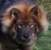Belle fra Dansk Eurasier Team 13 m&aring;neder gammel