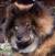 Belle Fra Dansk Eurasier Team 1 &aring;r gammel
