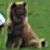 Eurasier Tr&aelig;f Sneslev skole den 19. August 2001