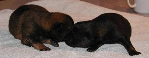 K&aelig;rlundegaard Eurasier hvalpe 4