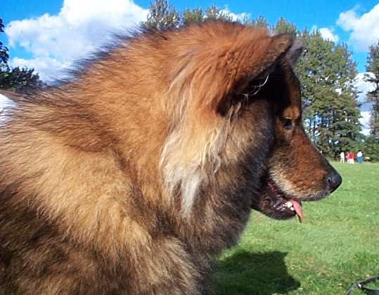 DET ER MIG BELLE - Eurasier tr&aelig;f Sj&aelig;lland 2002